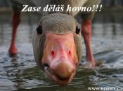 zase-delas-hovno.jpg